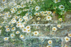 flower wall
