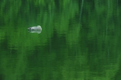 深緑