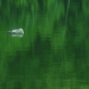 深緑