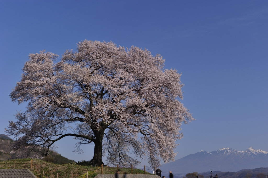 わに塚桜に憧れて