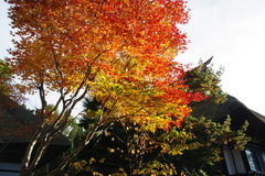 里山の秋