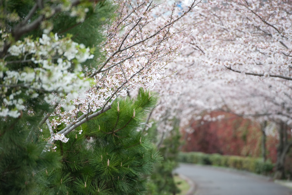 桜並木