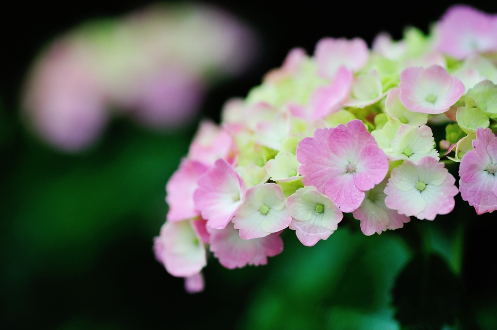 花の命