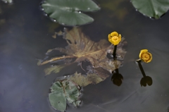 朽ちて咲く花