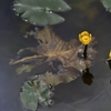 朽ちて咲く花
