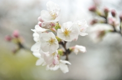 山桜の微笑み