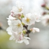 山桜の微笑み