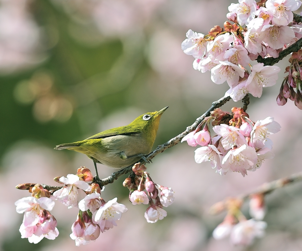 春告げ鳥