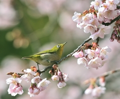 春告げ鳥