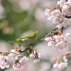 春告げ鳥