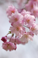 彼岸桜