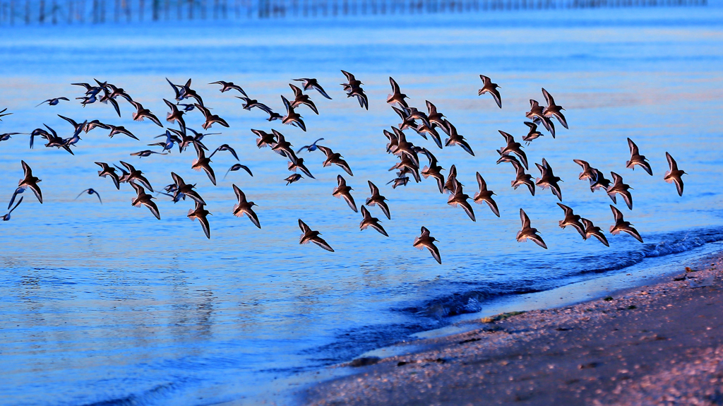 水鳥たちの楽園