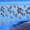 水鳥たちの楽園