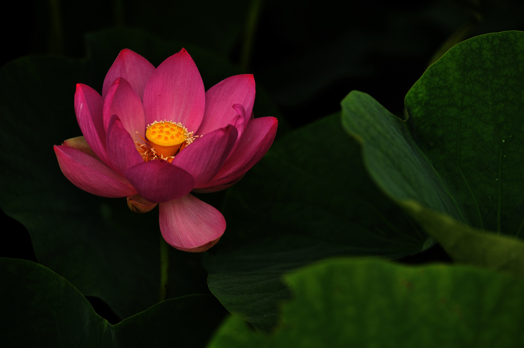 印象の華