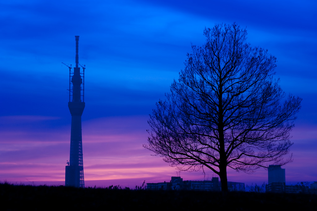 blue & purple