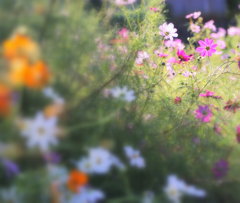 秋桜咲き乱れ＾＾*