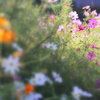 秋桜咲き乱れ＾＾*