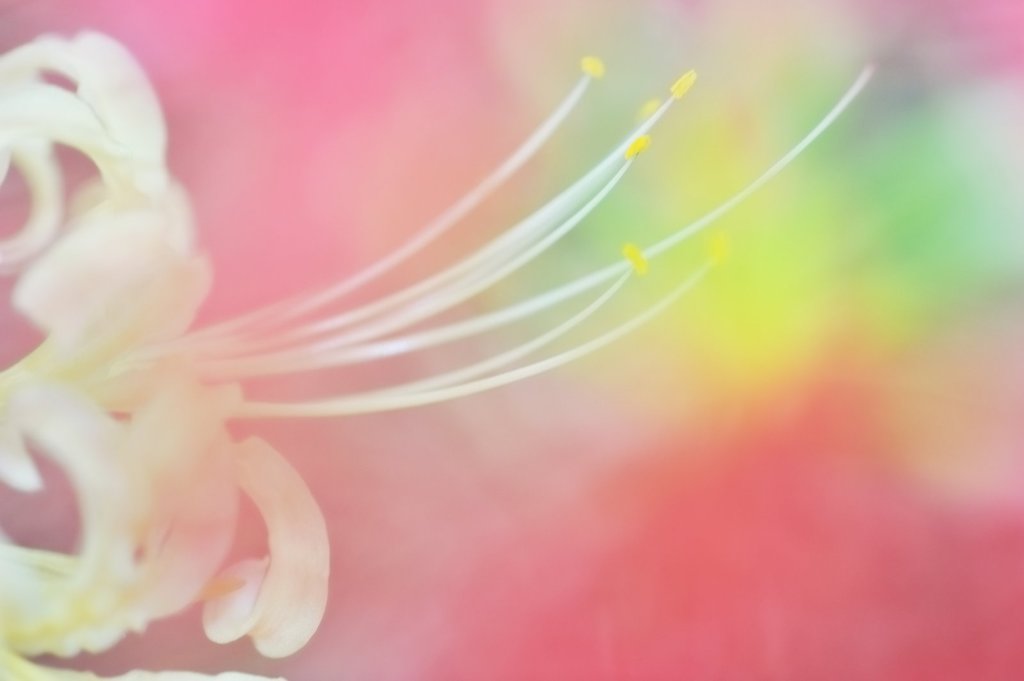 曼珠沙華の微笑み