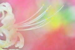 曼珠沙華の微笑み