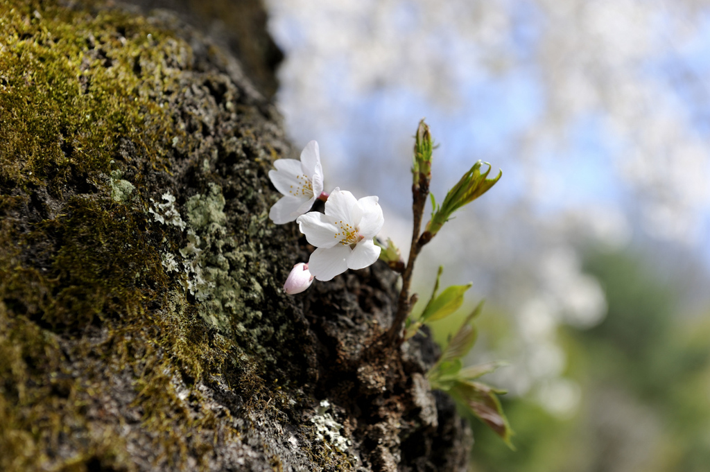 SAKURA IN MIHARU