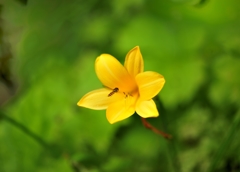 夏の微笑み