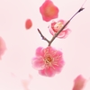 小紅