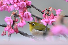 蜜桜