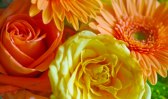 Spring Colors