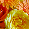 Spring Colors