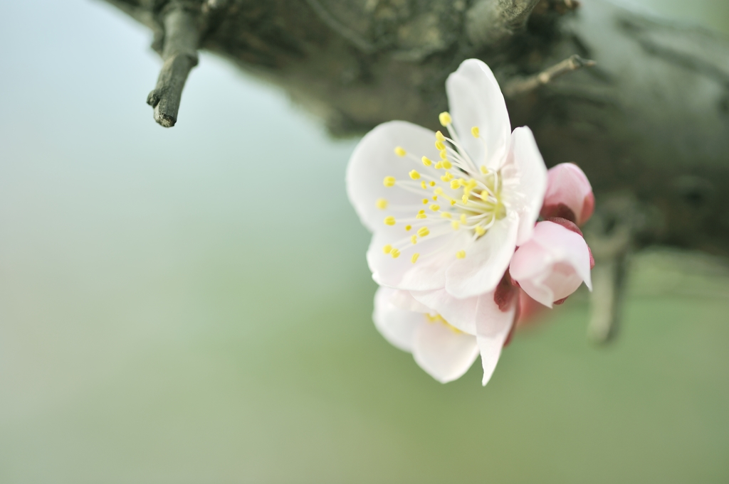 開花