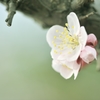 開花