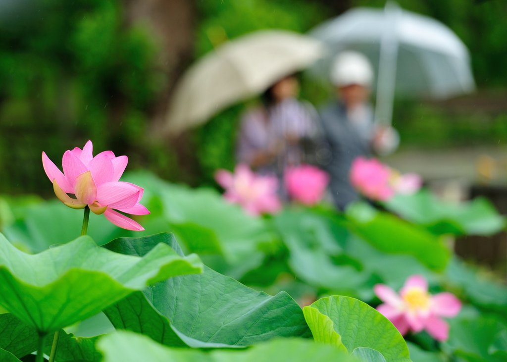 ハスの花に傘の華