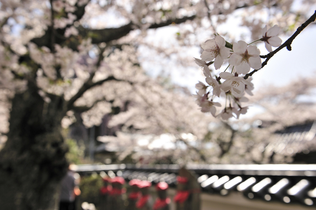 見守る春(福聚寺）