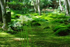 京都祇王寺