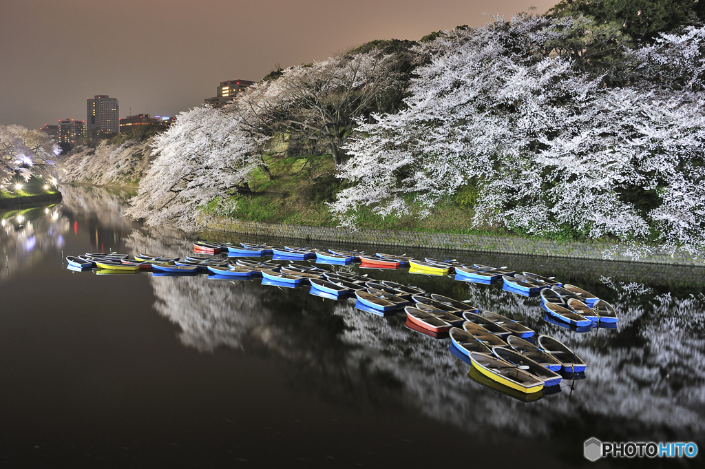 夜桜紀行