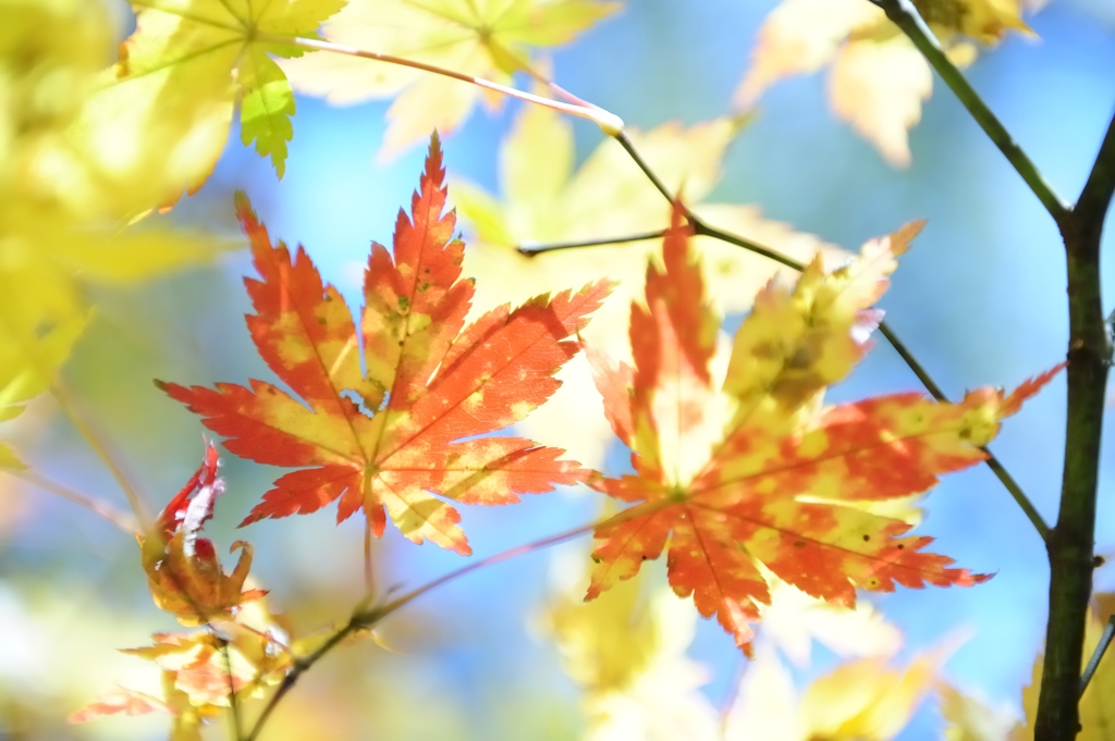紅屋の娘