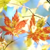 紅屋の娘