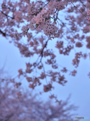 2016夜桜紀行