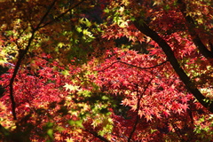 ペン昭和記念公園 189