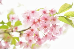 sakura sakura