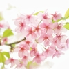 sakura sakura