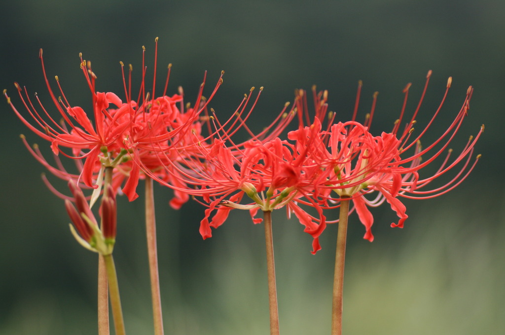 曼珠沙華