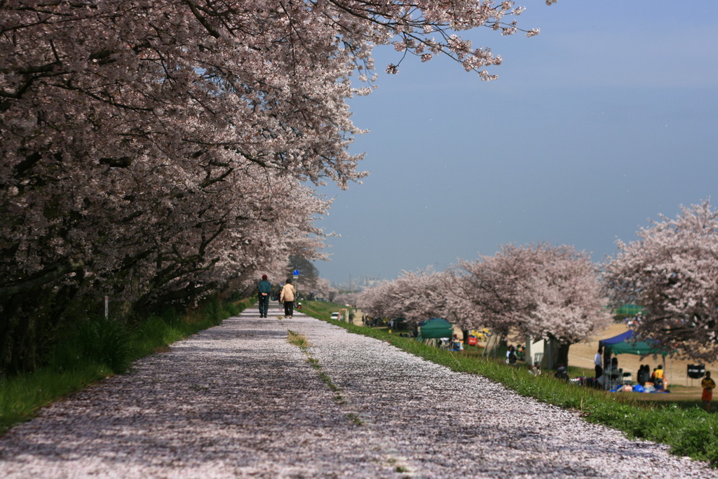 桜の散歩道