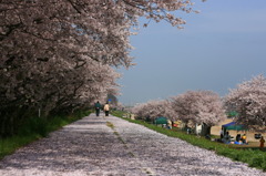 桜の散歩道