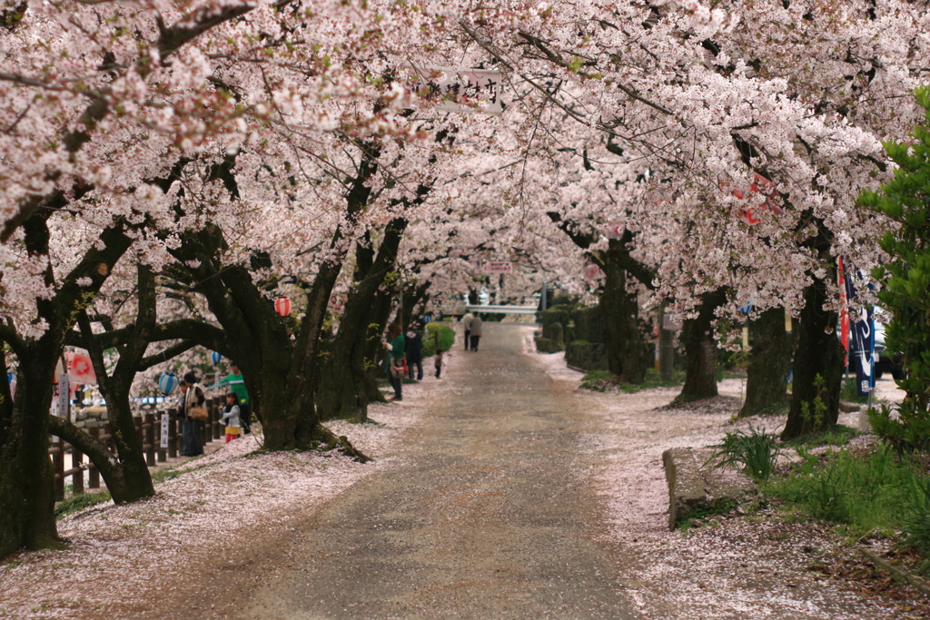桜トンネル