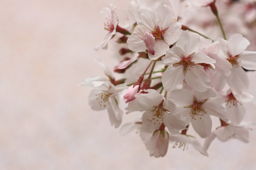 ＳＡＫＵＲＡ