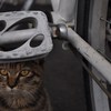 野良
