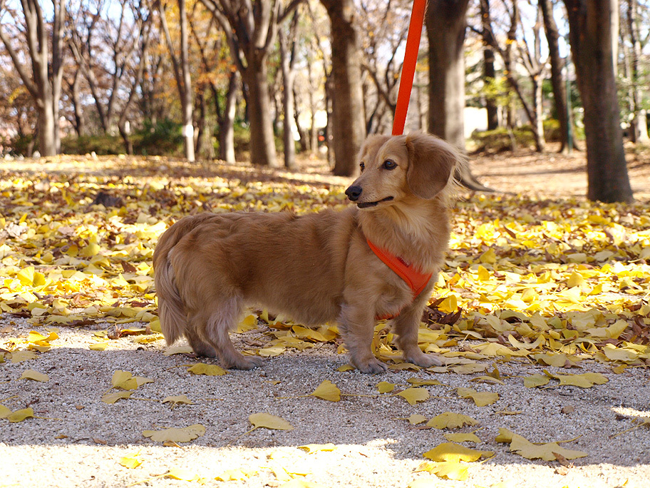 犬