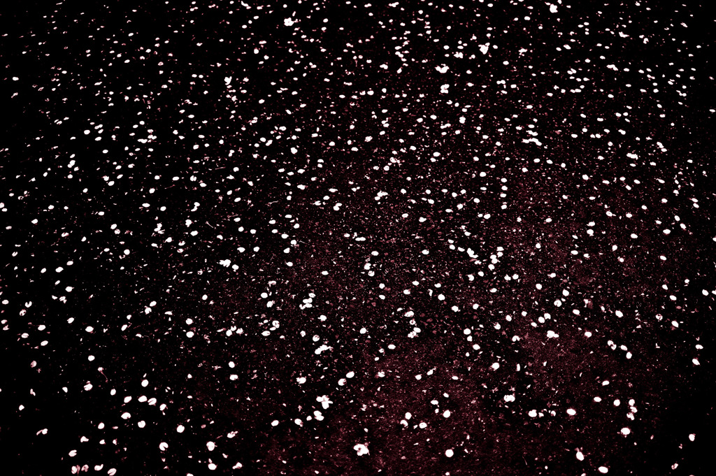 桜吹雪