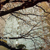 夜桜